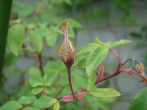 �^�N����́u��͉��|�v