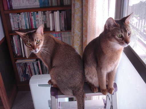 �^�N����́u��͉��|�v