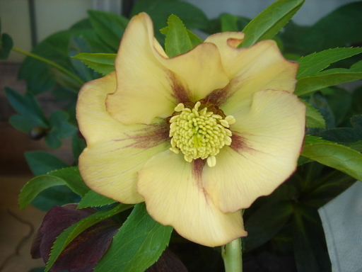 �^�N����́u��͉��|�v