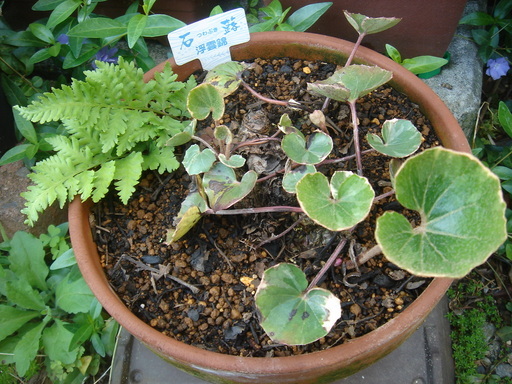 �^�N����́u��͉��|�v