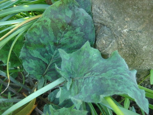 �^�N����́u��͉��|�v