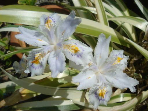 �^�N����́u��͉��|�v