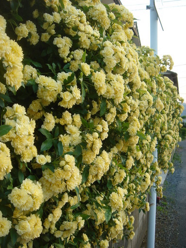 �^�N����́u��͉��|�v