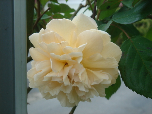 �^�N����́u��͉��|�v