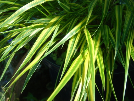 �^�N����́u��͉��|�v