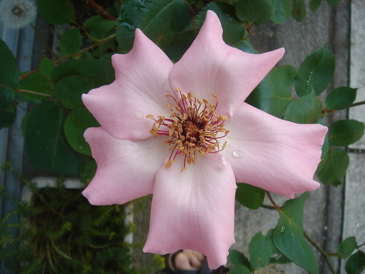 �^�N����́u��͉��|�v