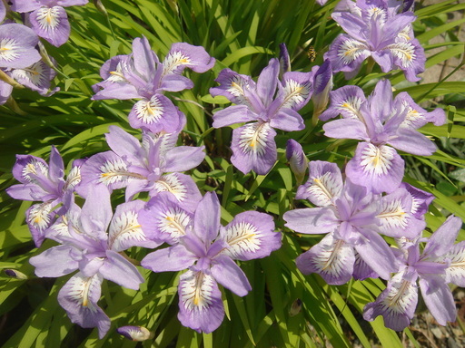 �^�N����́u��͉��|�v