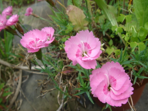 �^�N����́u��͉��|�v