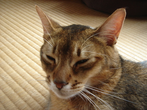 �^�N����́u��͉��|�v