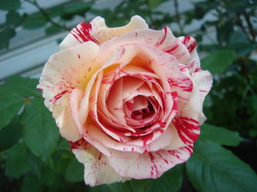 �^�N����́u��͉��|�v