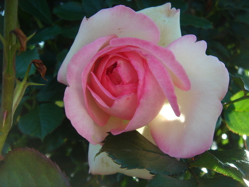 �^�N����́u��͉��|�v