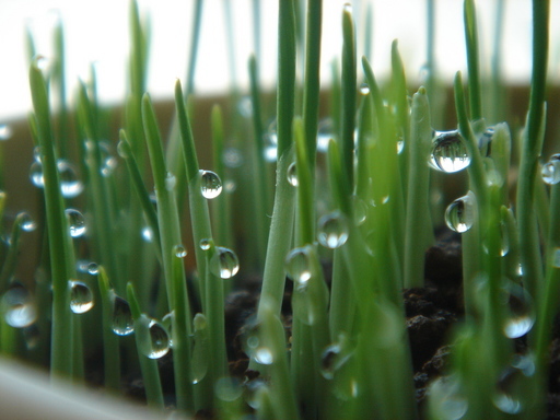 �^�N����́u��͉��|�v