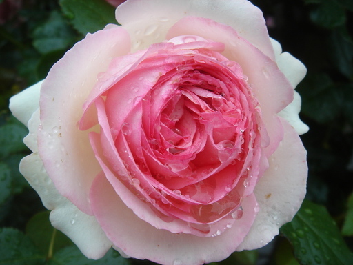 �^�N����́u��͉��|�v