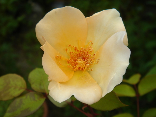 �^�N����́u��͉��|�v