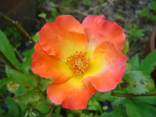 �^�N����́u��͉��|�v