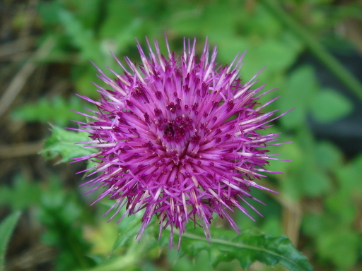 �^�N����́u��͉��|�v