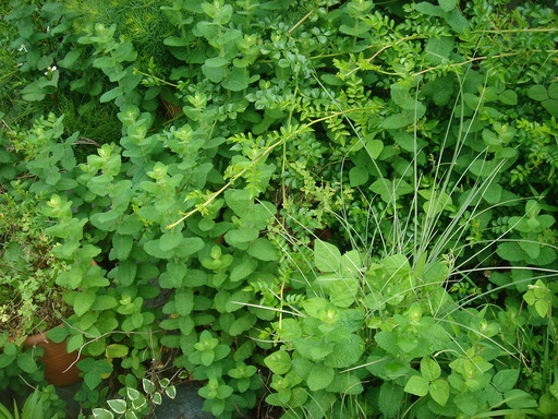 �^�N����́u��͉��|�v