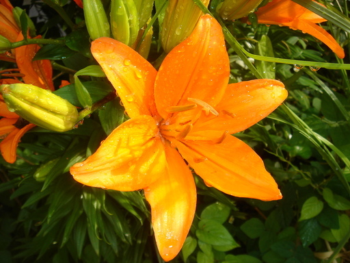 �^�N����́u��͉��|�v