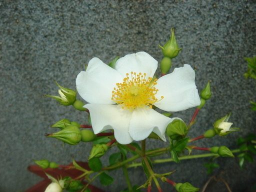 �^�N����́u��͉��|�v