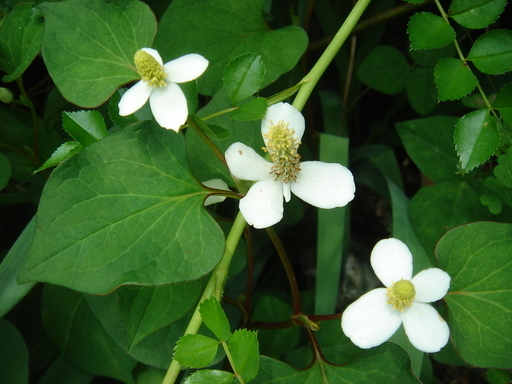 �^�N����́u��͉��|�v