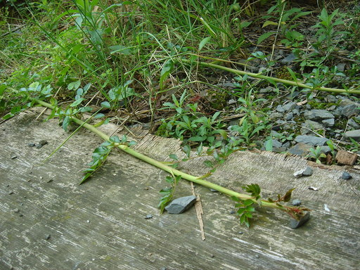 �^�N����́u��͉��|�v