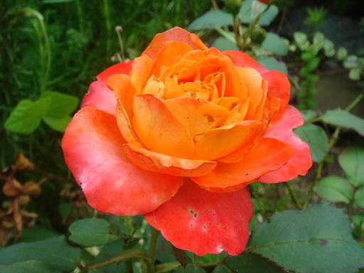 �^�N����́u��͉��|�v