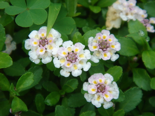 �^�N����́u��͉��|�v