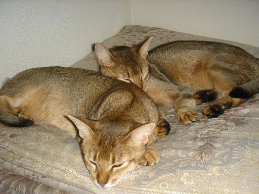 �^�N����́u��͉��|�v