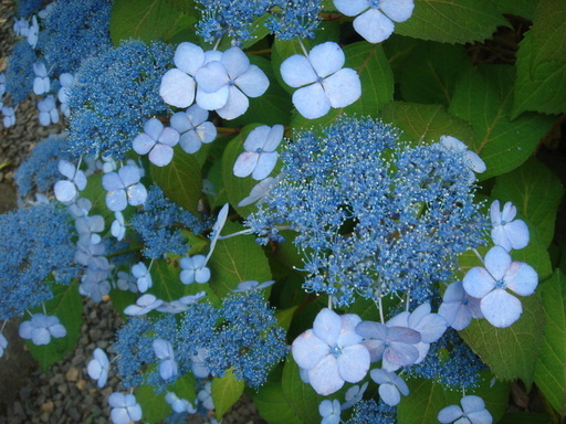 �^�N����́u��͉��|�v