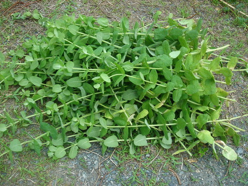 �^�N����́u��͉��|�v