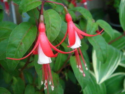 �^�N����́u��͉��|�v