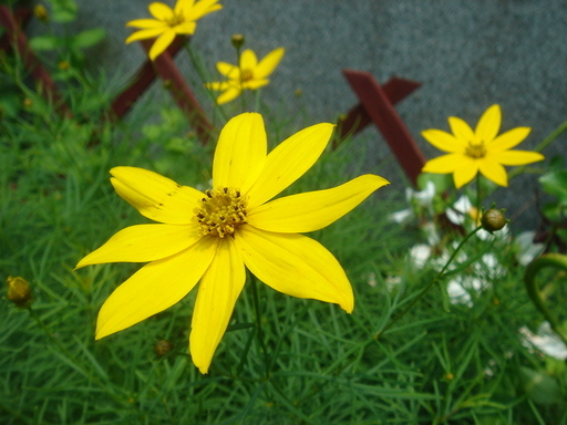 �^�N����́u��͉��|�v