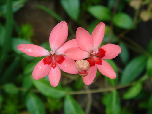 �^�N����́u��͉��|�v