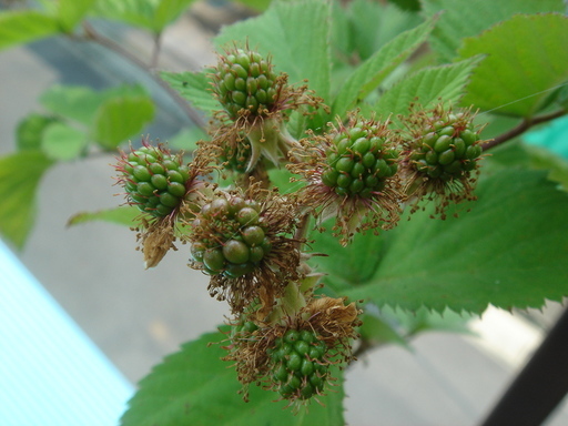 �^�N����́u��͉��|�v