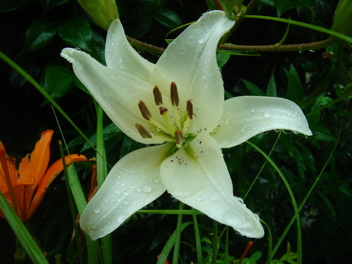 �^�N����́u��͉��|�v