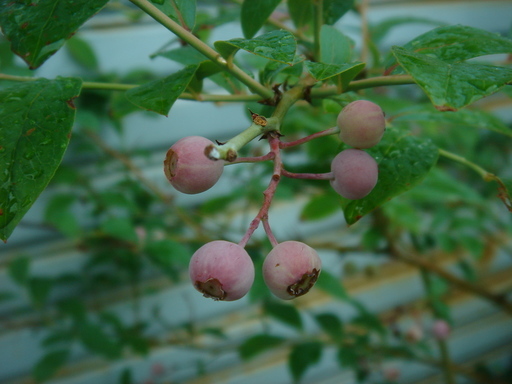 �^�N����́u��͉��|�v