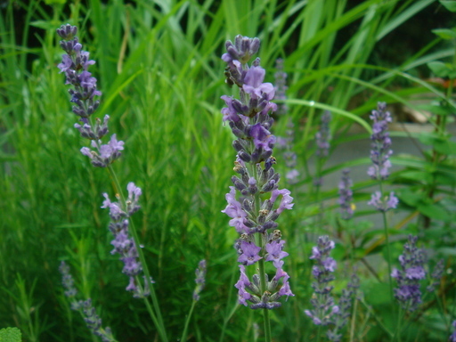 �^�N����́u��͉��|�v