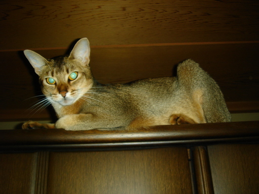 �^�N����́u��͉��|�v