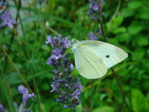 �^�N����́u��͉��|�v