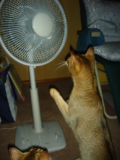 �^�N����́u��͉��|�v