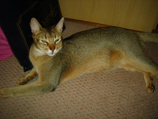 �^�N����́u��͉��|�v