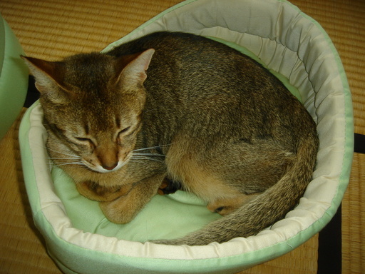 �^�N����́u��͉��|�v