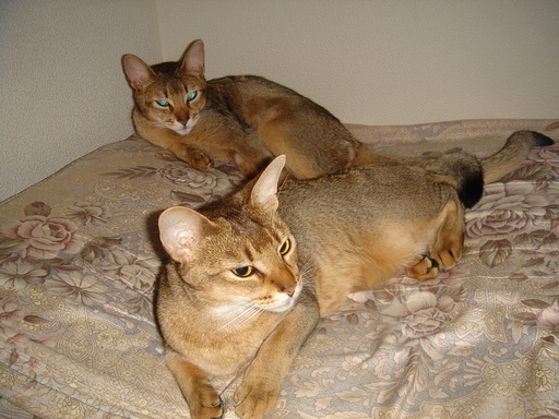 �^�N����́u��͉��|�v