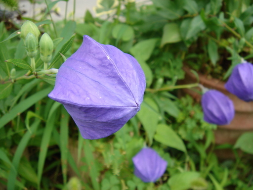 �^�N����́u��͉��|�v