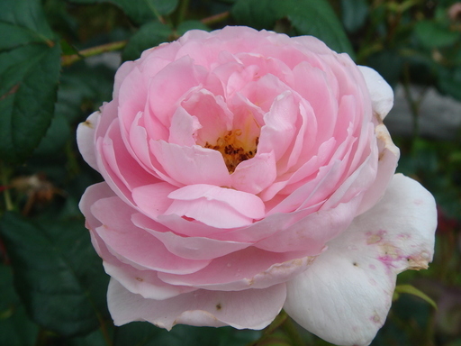 �^�N����́u��͉��|�v