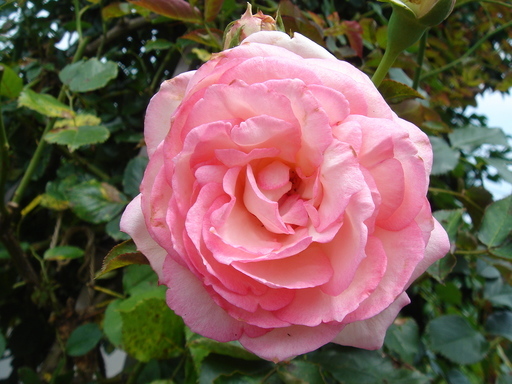 �^�N����́u��͉��|�v