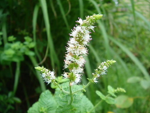 �^�N����́u��͉��|�v