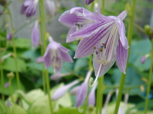 �^�N����́u��͉��|�v