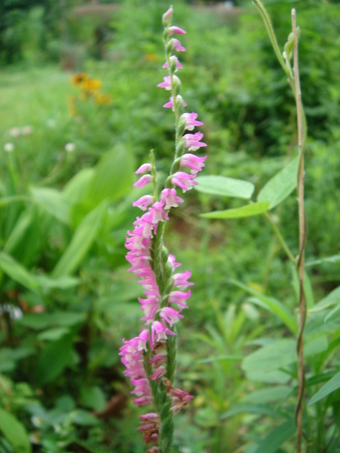 �^�N����́u��͉��|�v