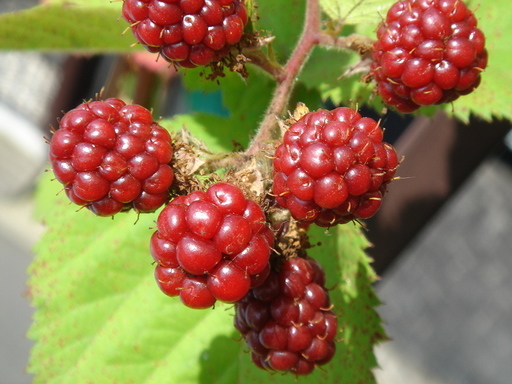 �^�N����́u��͉��|�v